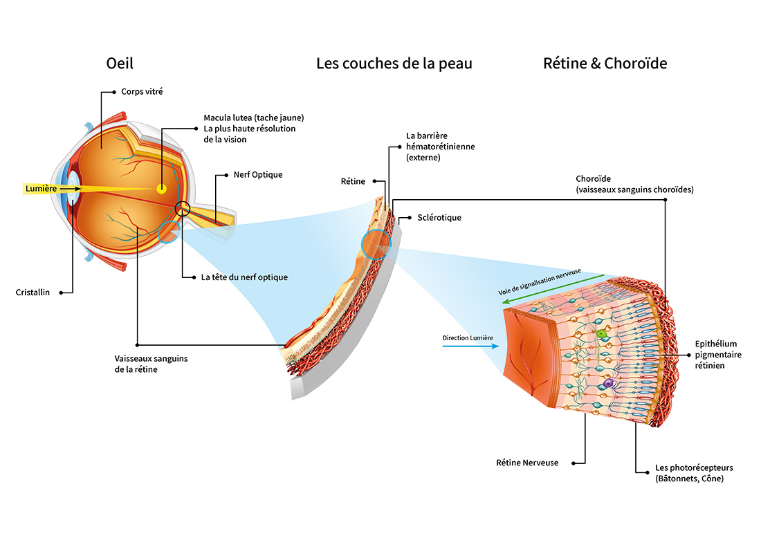 L'œil humain